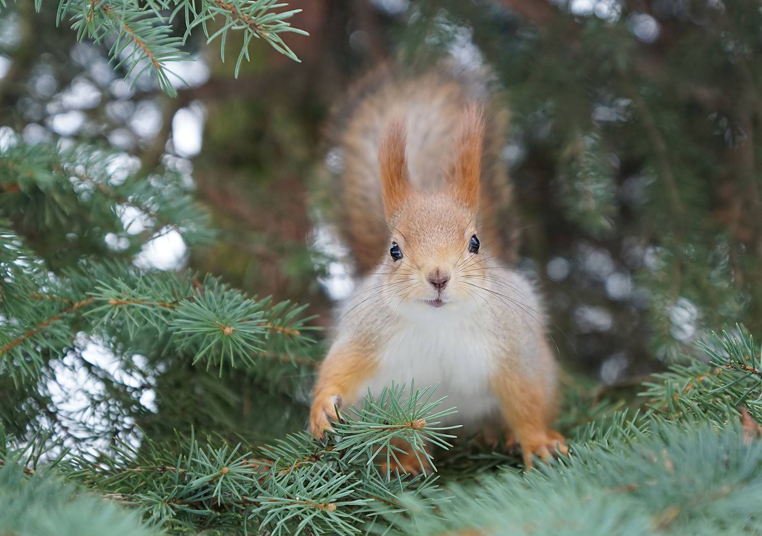 Белка, Чепленко Алексей
