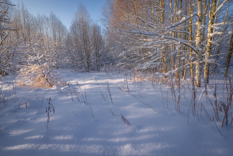 В зимнем лесу фото превью