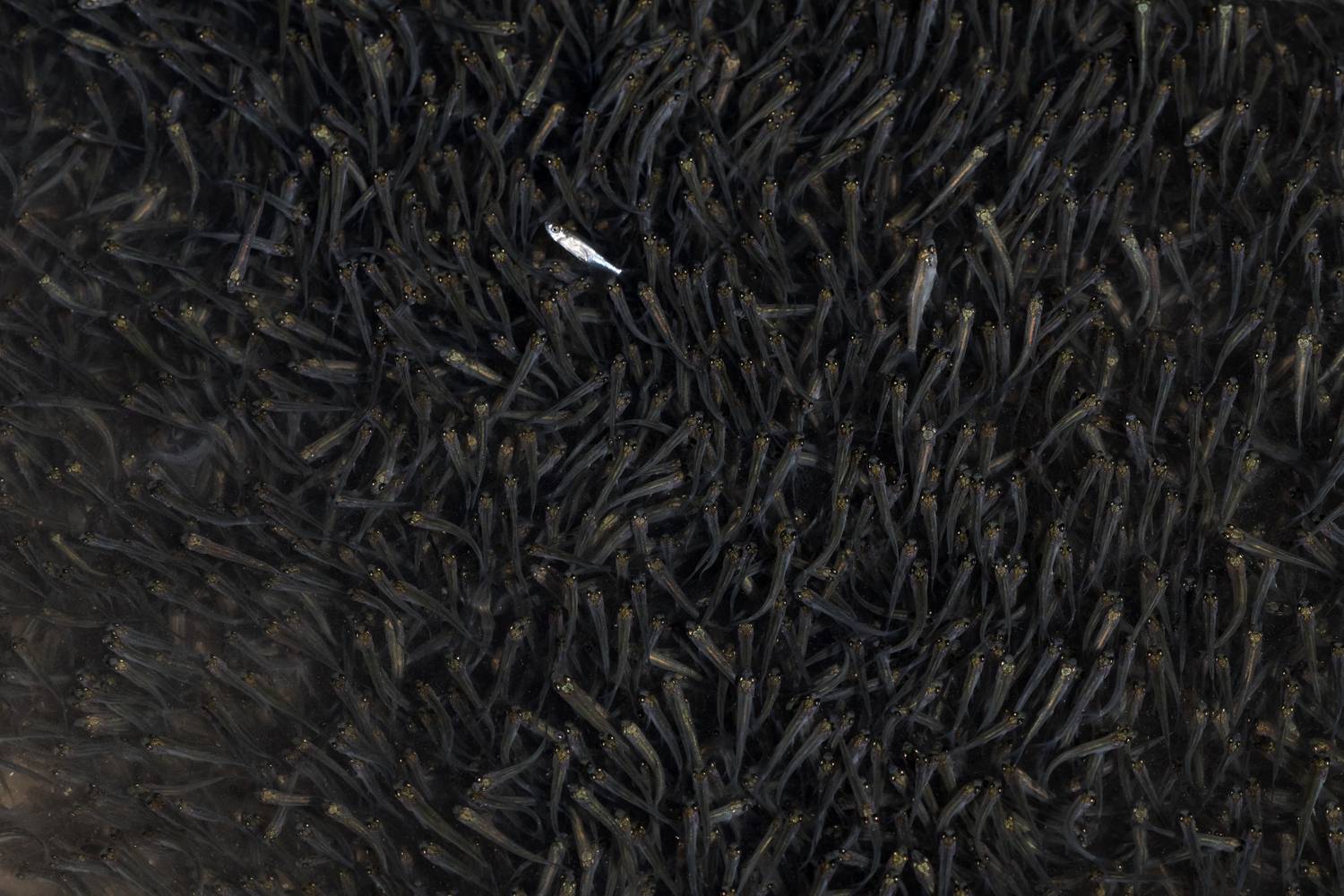 Оглушённый. Автор: Ксения Соварцева малёк, рыбёшки, Ксения Соварцева