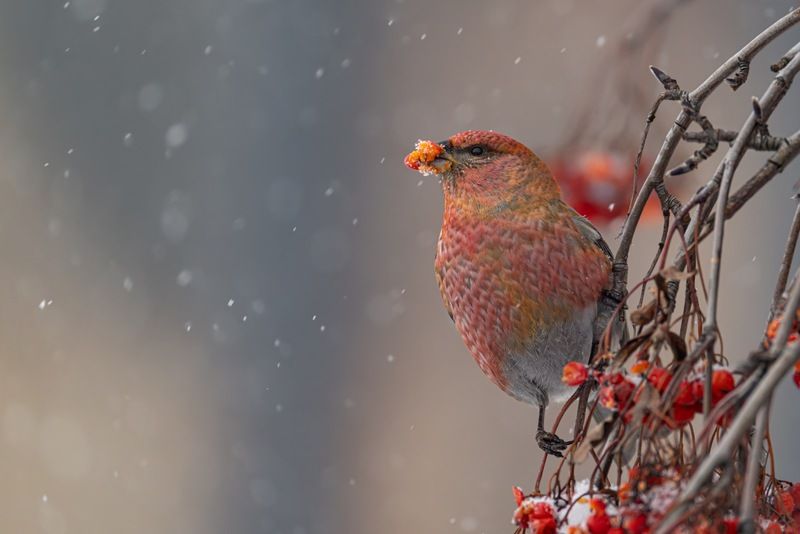 щур, птицы photo preview