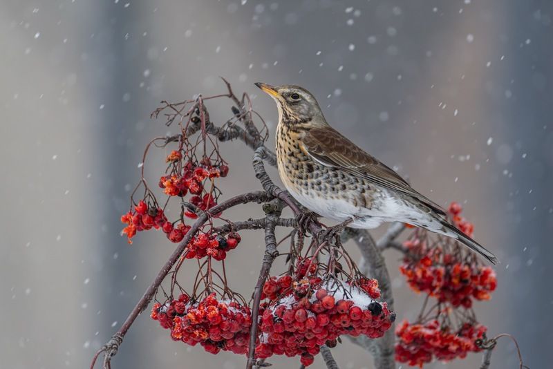 снег, дрозд, рябинник, рябина Рябинникphoto preview