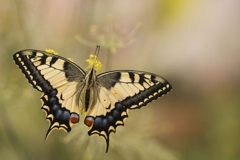 nature close-up outdoor lepidoptera insect arthropod summertime Papilio machaonphoto preview