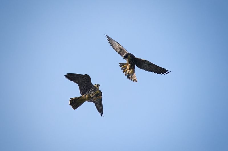 wildlife, birdwatching, nature, bird photography, птица, фотоохота, природа, чеглок  Чеглочий молодняк резвится photo preview