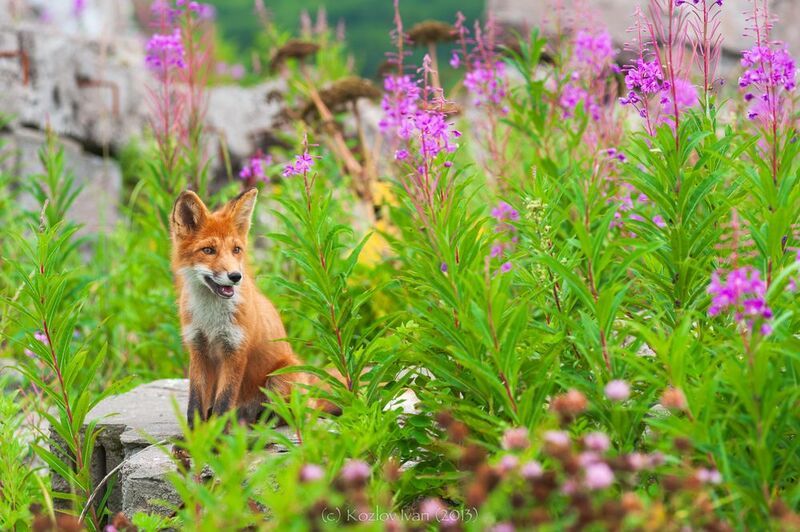 рыжий гостьphoto preview