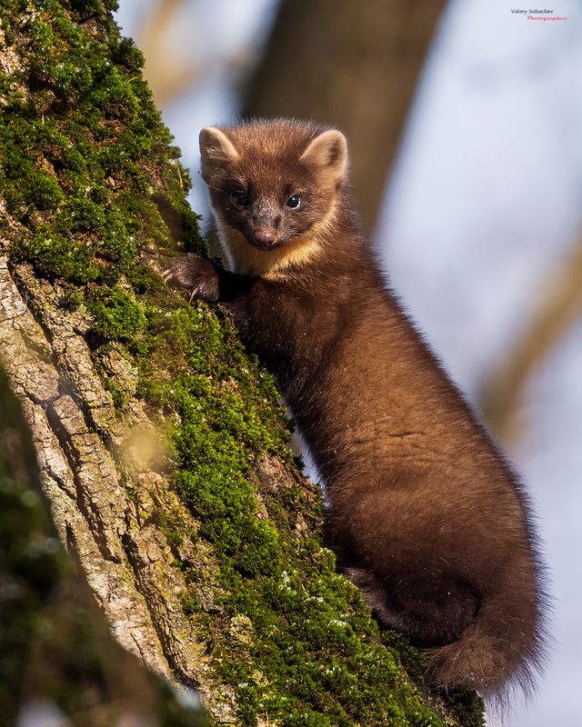 Куницаphoto preview