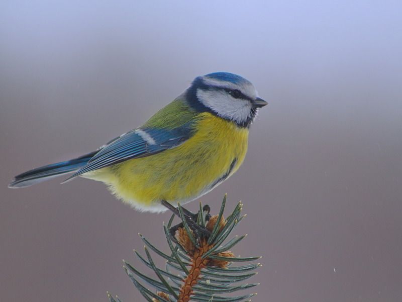 лазоревка, parus caeruleus, ель колючая голубая, picea pungens, Лазоревкаphoto preview