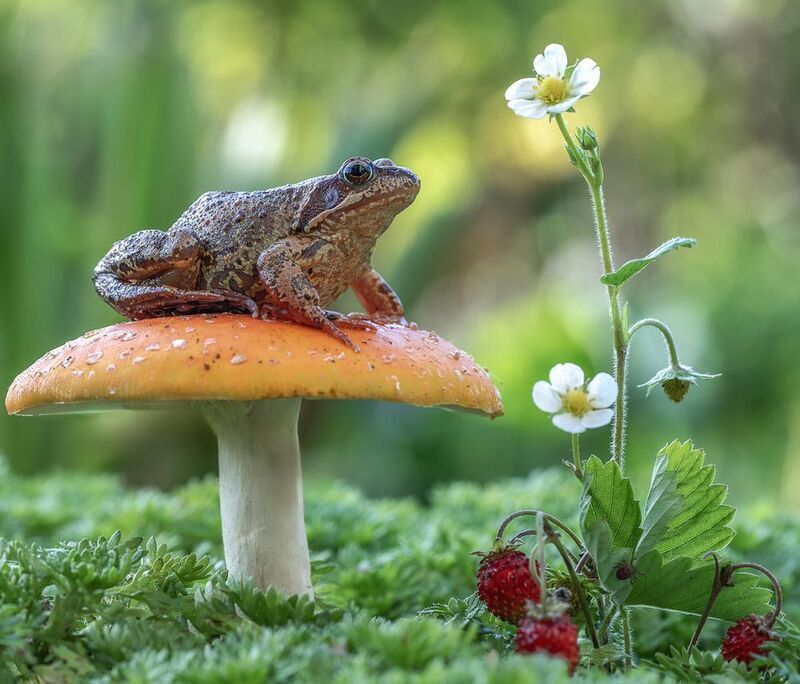 лягушка, мухомор Царевна-лягушка) фото превью