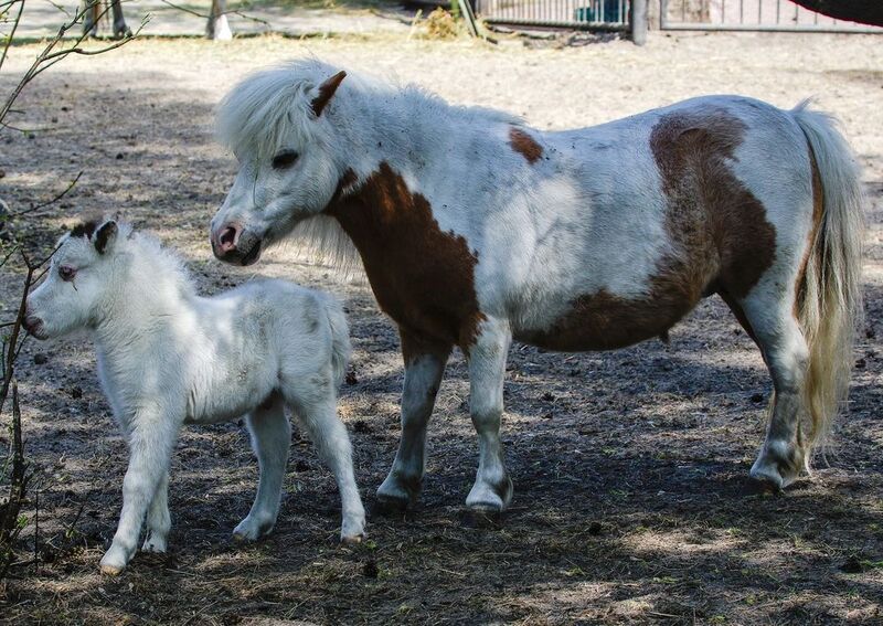 Копытныеphoto preview