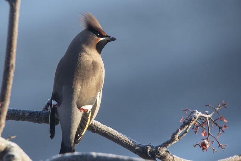 Свиристелиphoto preview