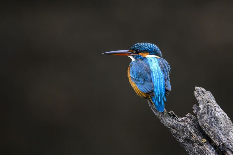 Зимородок фото превью