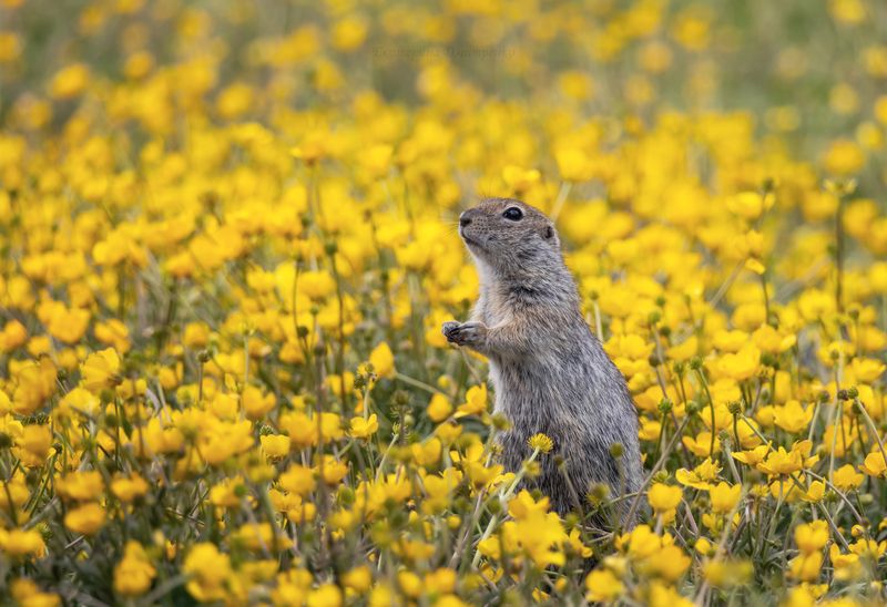 кавказ, горы, лето, джилы-су, кавказские горы, суслик, свет, лютики, кабардино-балкария, животное Суслик в лютиках фото превью