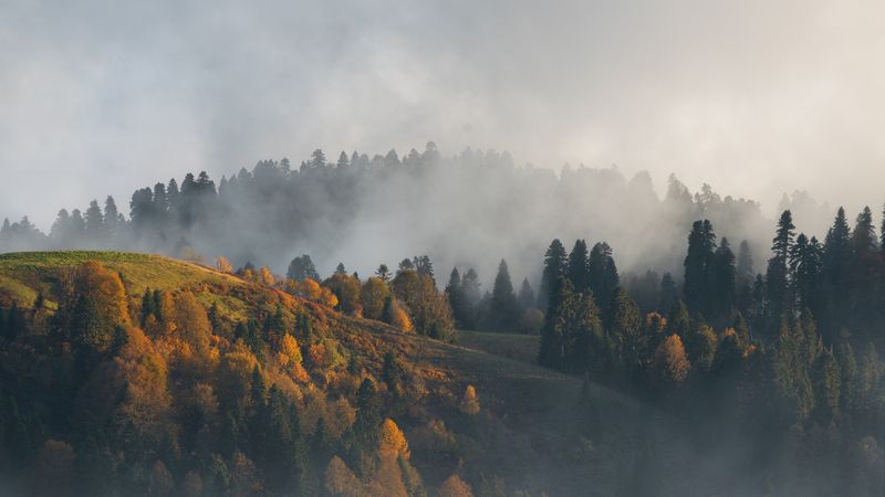 горы, лес, туман, осень, красная поляна На склоне дняphoto preview