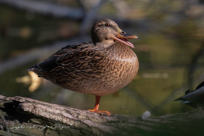bird Nature | Wildlife Photography | Adventurephoto preview