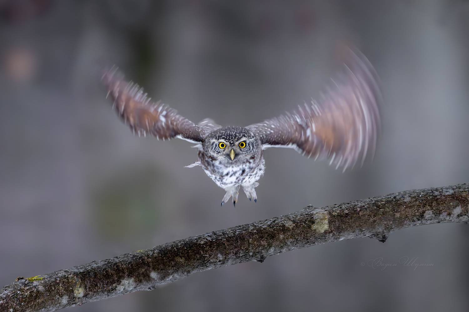 - От винта!. Автор: Шульгин Вадим воробьиный сыч, Шульгин Вадим