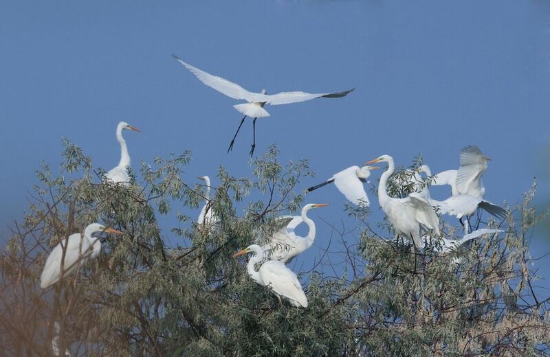 белые цапли, ***photo preview