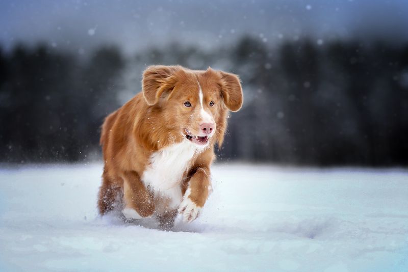 ..... фото превью