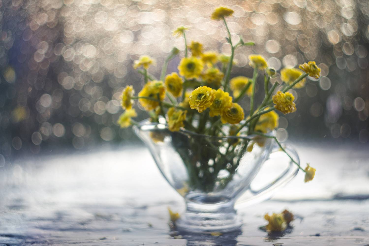 жёлтые цветы, боке, гелиос, Зимина Лионелла