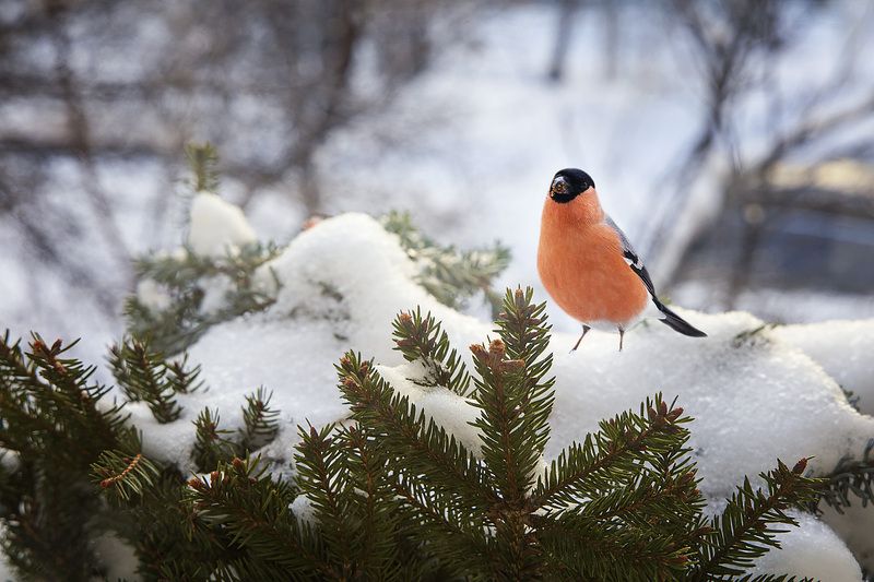 птицы, зима, природа С наступившим Старым Новым годом!photo preview
