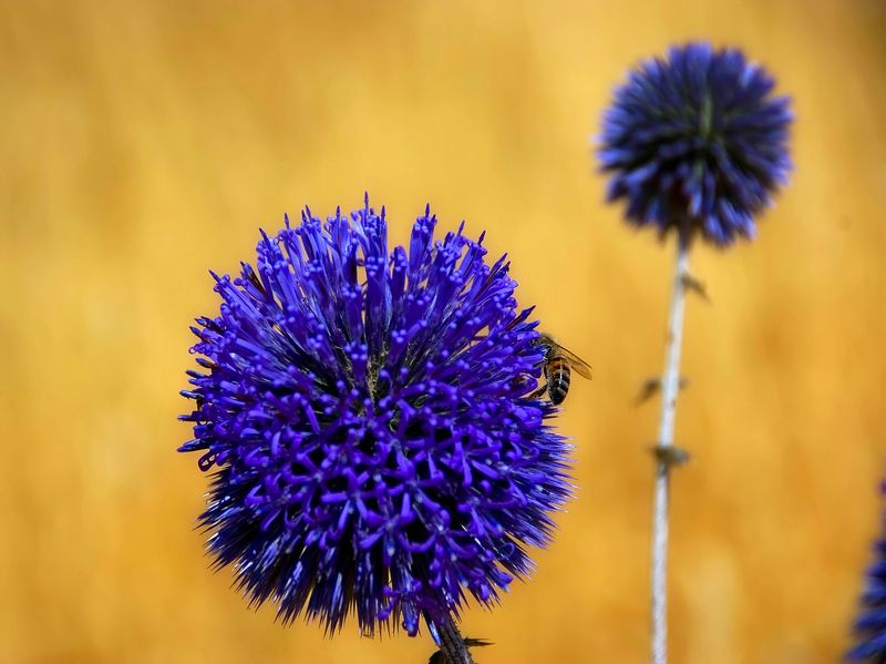 Цветы и насекомые.photo preview