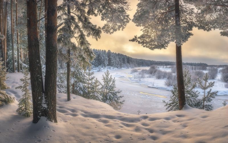 Зима на сосновом берегуphoto preview