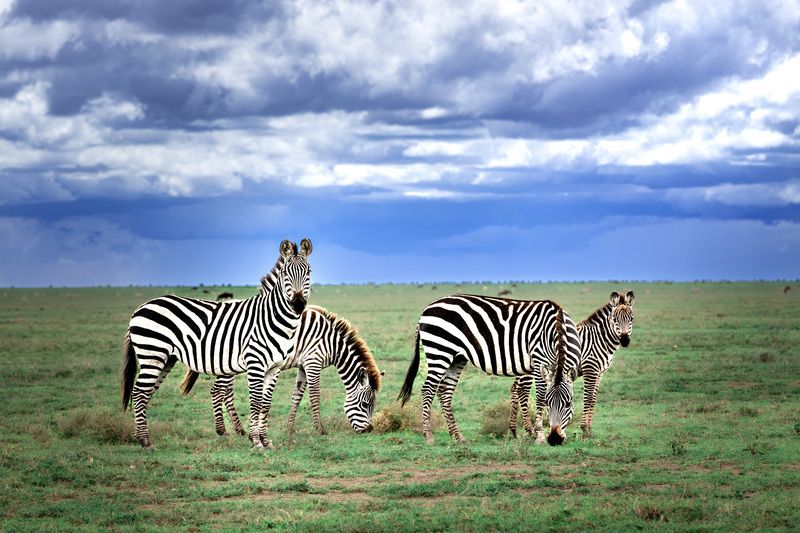 Зебры из Серенгети.photo preview