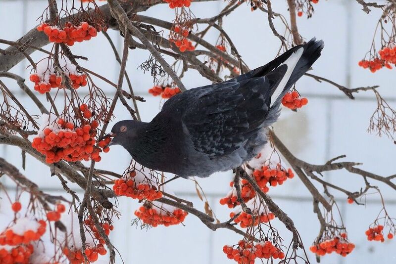 птицы,голубь,рябина,грозди Голубьphoto preview