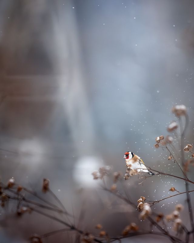 щегол, wildlife, лес, природа, зима, снег, birdwatching, фотоохота, goldfinch photo preview