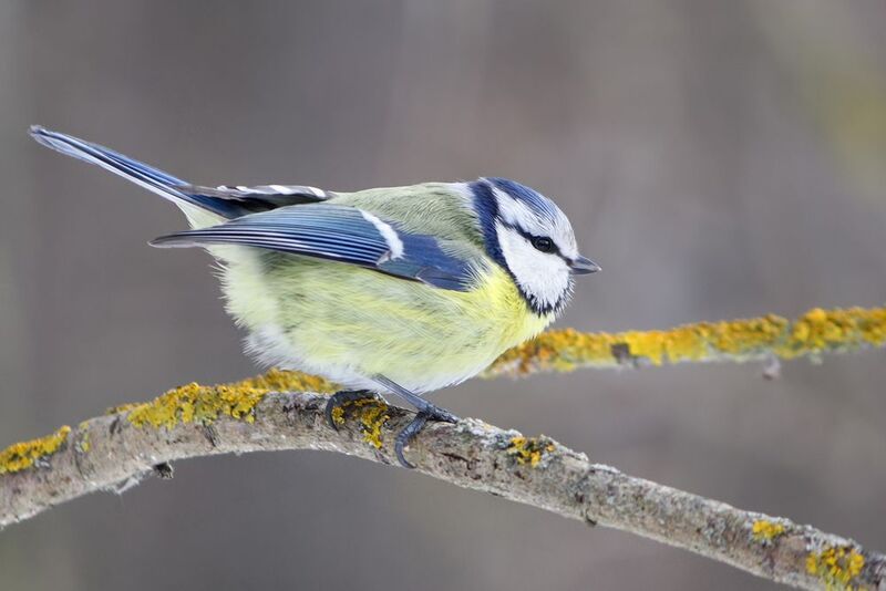 синица, обыкновенная лазоревка, зелёная лазоревка, лазоревка, синяя синица, cyanistes caeruleus Лазоревкаphoto preview
