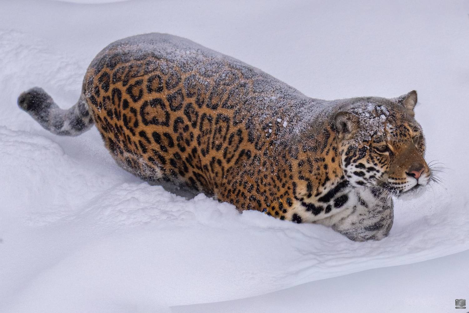 животные, Ковалев Дмитрий