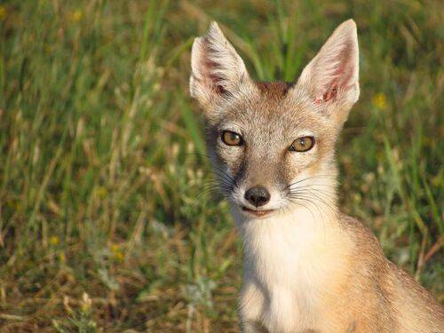 Природа родного края