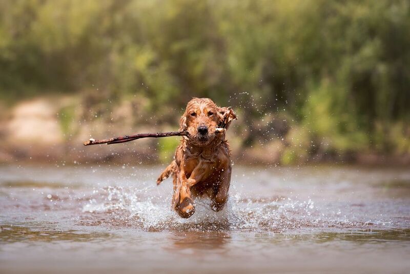кокер, спаниель, рыжая собака, собака на реке, игра с собакой, апорт Собачий спринт фото превью