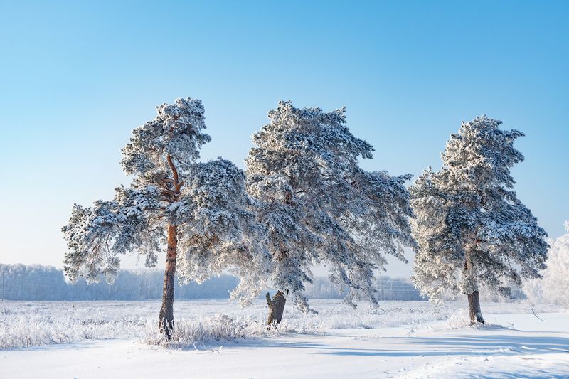 Сосновый букетphoto preview