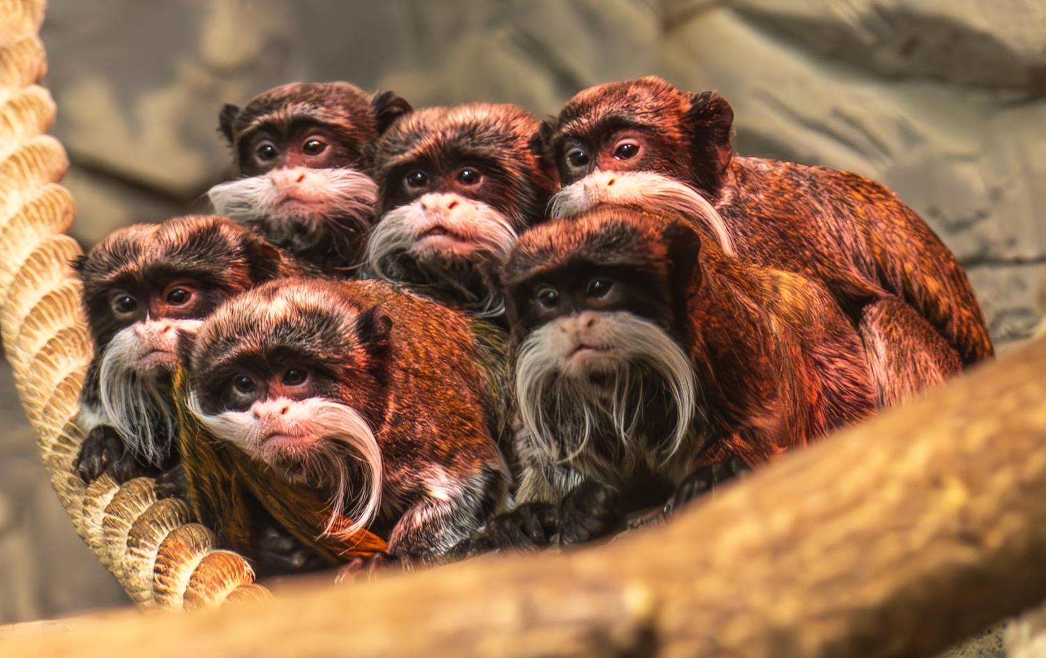 Приматы. Автор: Михаил Измайлов , Михаил Измайлов