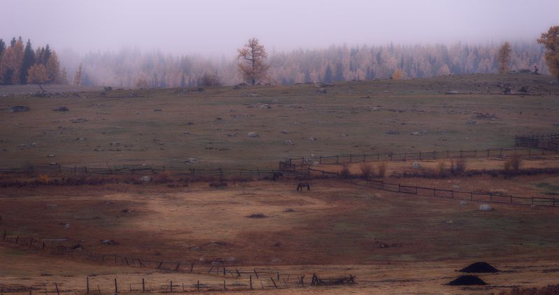 осень село лошадь туман лес На окраинеphoto preview