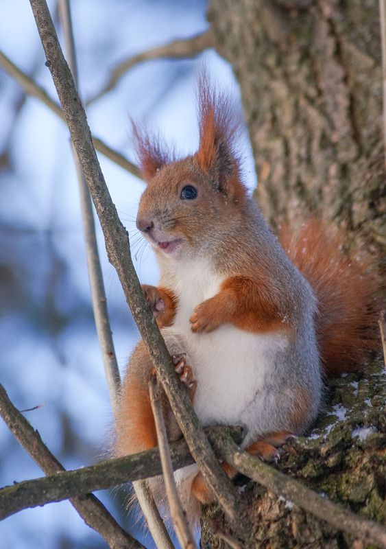 Белка Облизаphoto preview