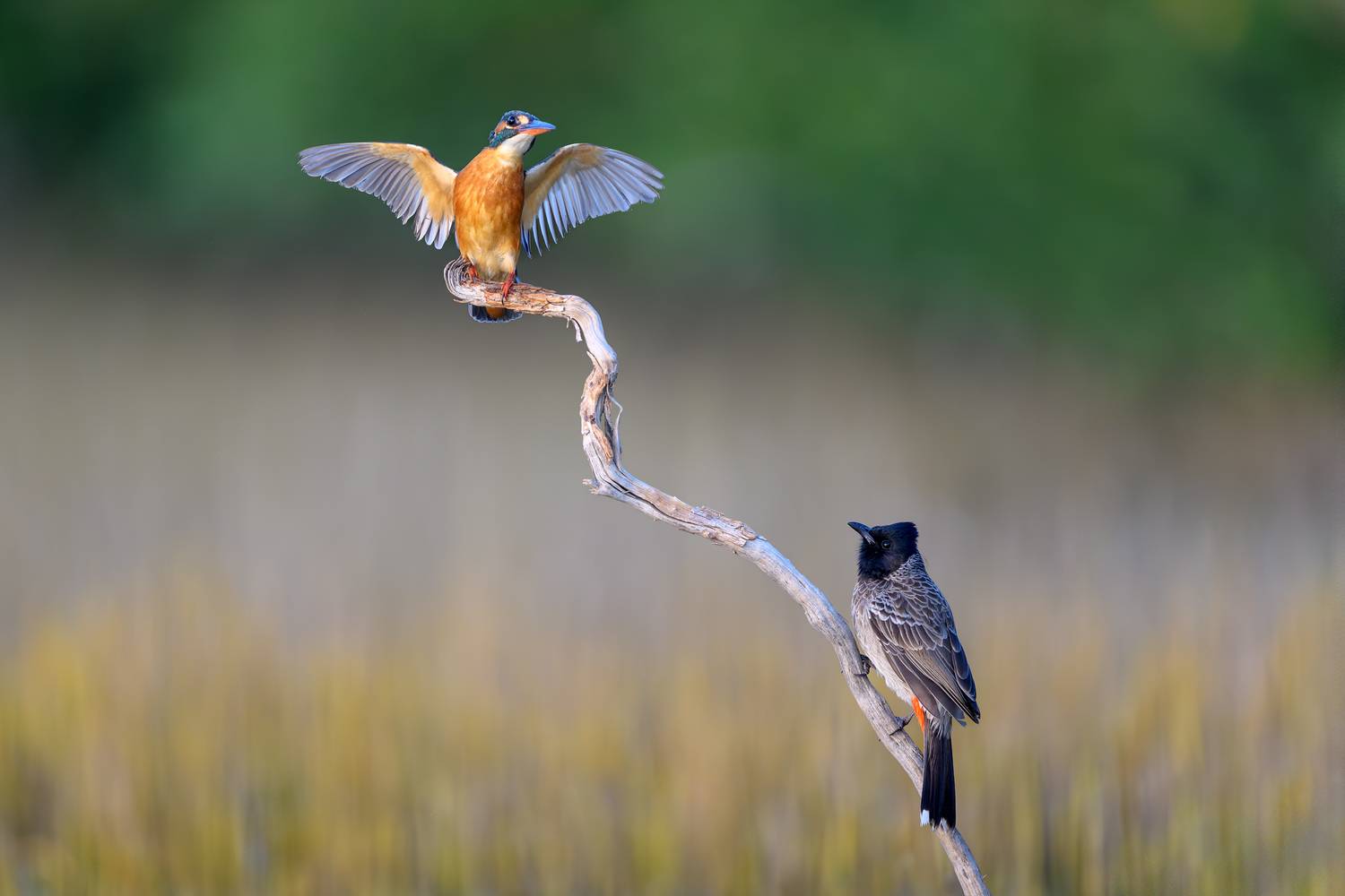 птица, фотоохота, зимородок, бюльбюль, природа, фауна, Vladimir Kulikov