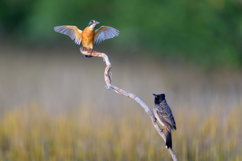 птица, фотоохота, зимородок, бюльбюль, природа, фауна Царь горы фото превью