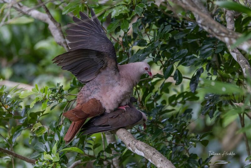 Интимная сцена. (Розовые голуби (Mauritius pink pigeons). Розовые голуби – редкие птицы, это единственный доживший до наших дней эндемичный вид голубей острова Маврикий. В дикой природе обитает всего 470 особей.photo preview
