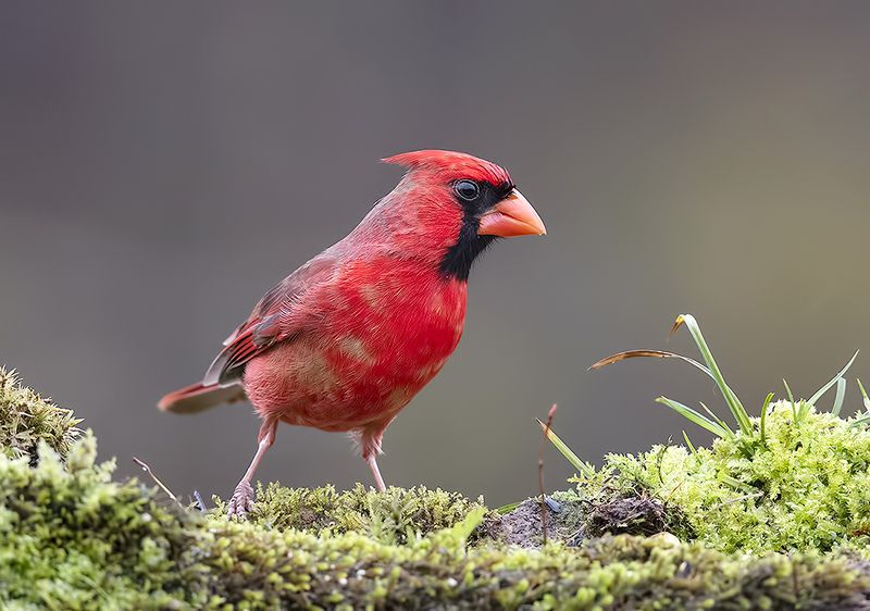 красный кардинал, northern cardinal, cardinal,кардинал, зима,winter birds Northern Cardinal male - Красный кардинал самец фото превью