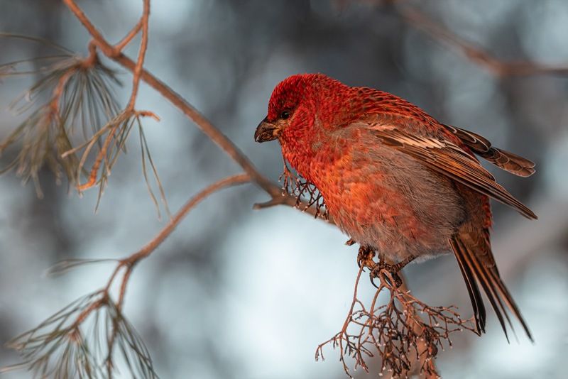 закат, щур, птицы Щур в закатных лучах фото превью