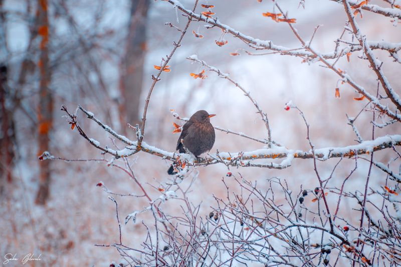 #wildlife, #birds First Snowphoto preview