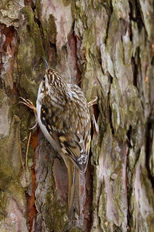 Пищухаphoto preview