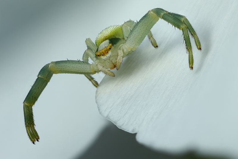 макро, природа, животное, растение, цвет, фото, белый, паук, цветок Жду невестуphoto preview