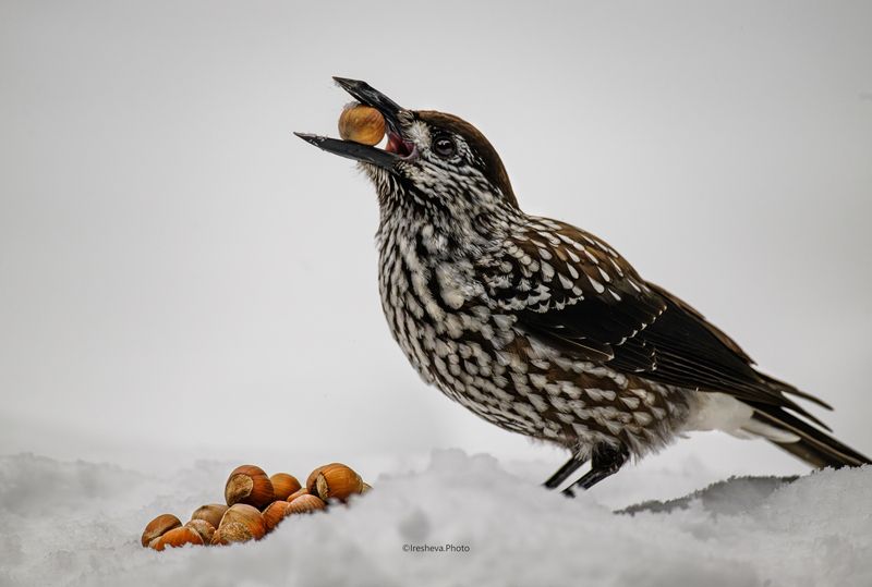 Кедровка,птица,фундук Столоваяphoto preview