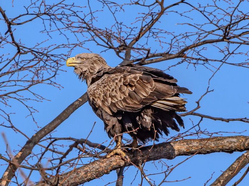 орлан-белохвост Орлан-белохвостphoto preview