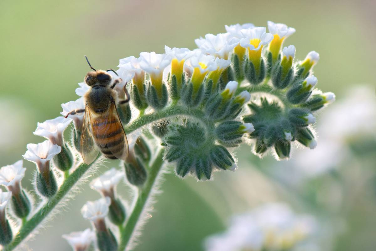 *Утренняя дрёма.... Автор: Людмил@ , Людмил@