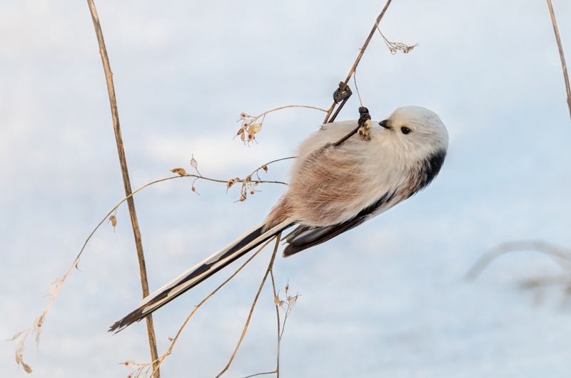 птица, ополовник, длиннохвостаясиница, Семечка упала. ( 4 ФОТО)photo preview