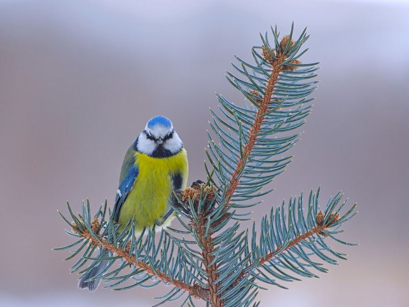 лазоревка, parus caeruleus, ель колючая голубая, picea pungens, Лазоревкаphoto preview