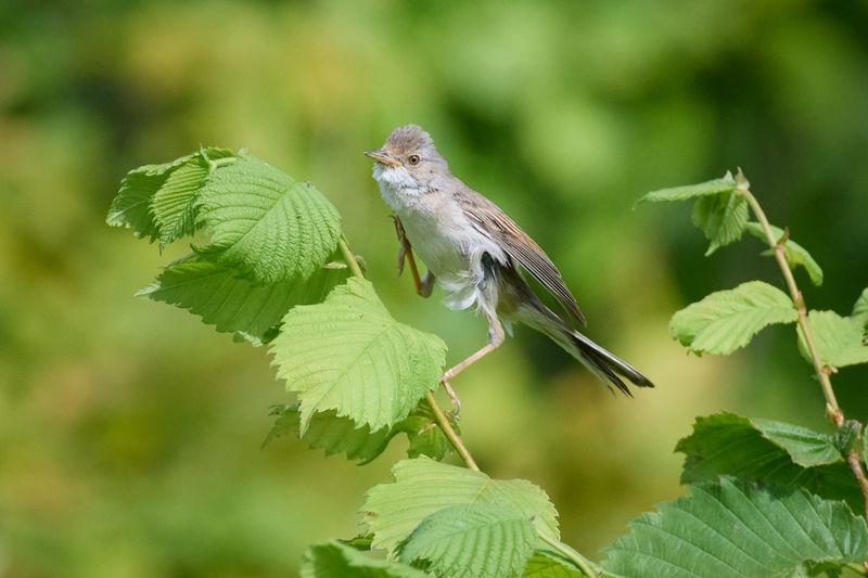 wildlife, birdwatching, nature, bird photography, птица, фотоохота, природа, серая славка Серая славкаphoto preview