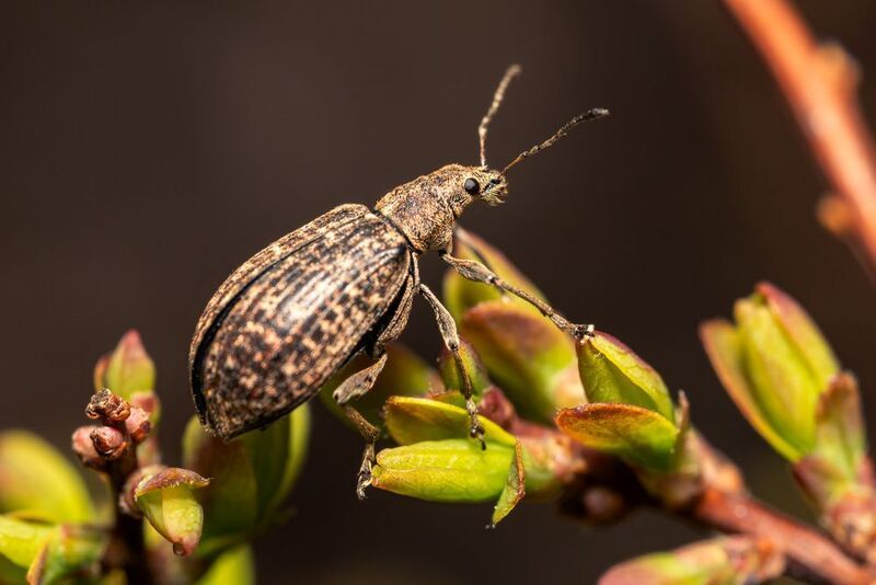 Долгоносик фото превью